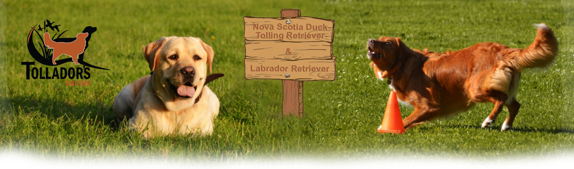 banner_new.png