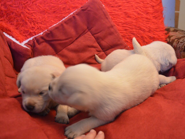 21. apríla 2012 18:21:12